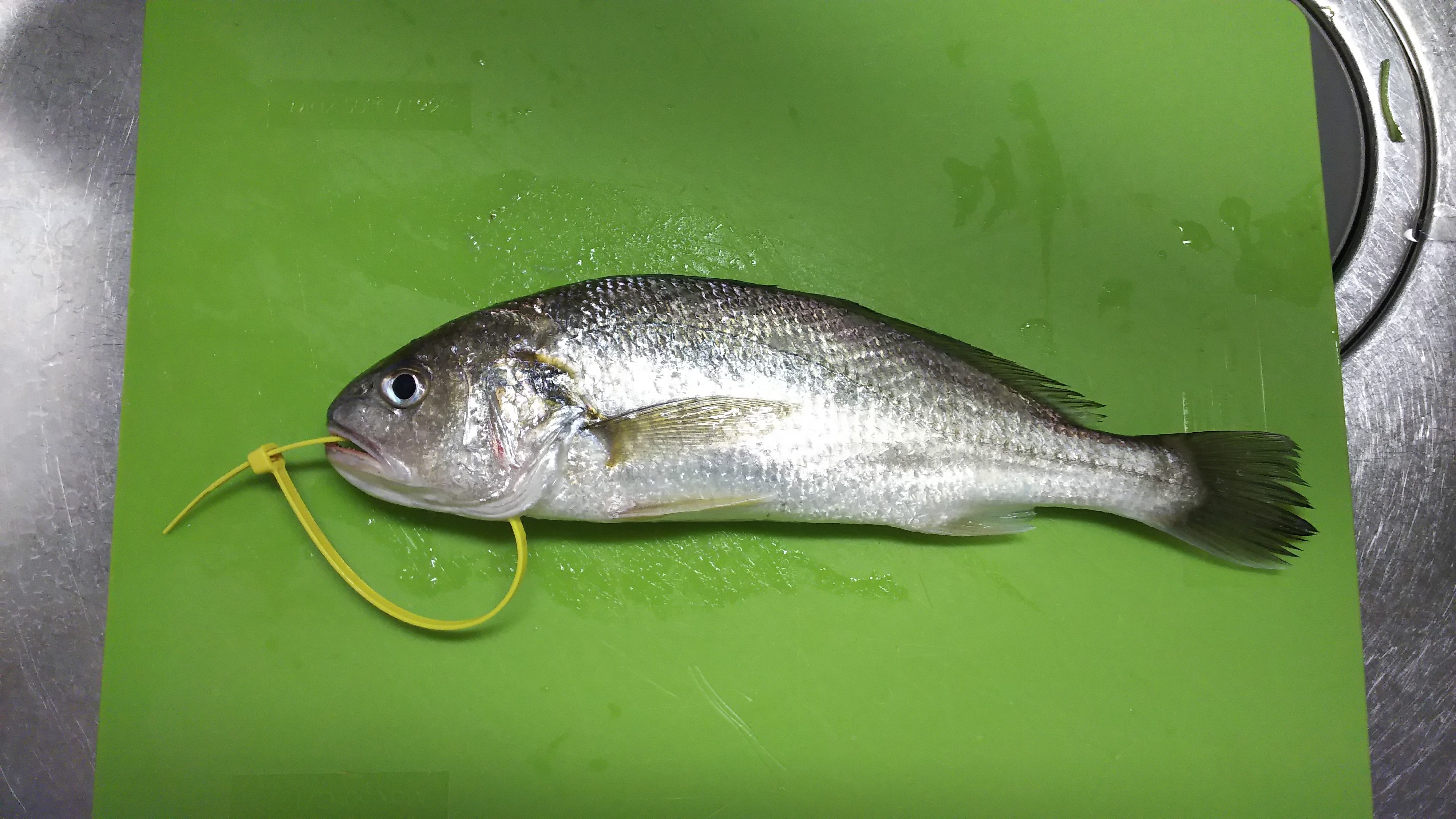 フグ そしてイシモチ 釣りしタイラバ