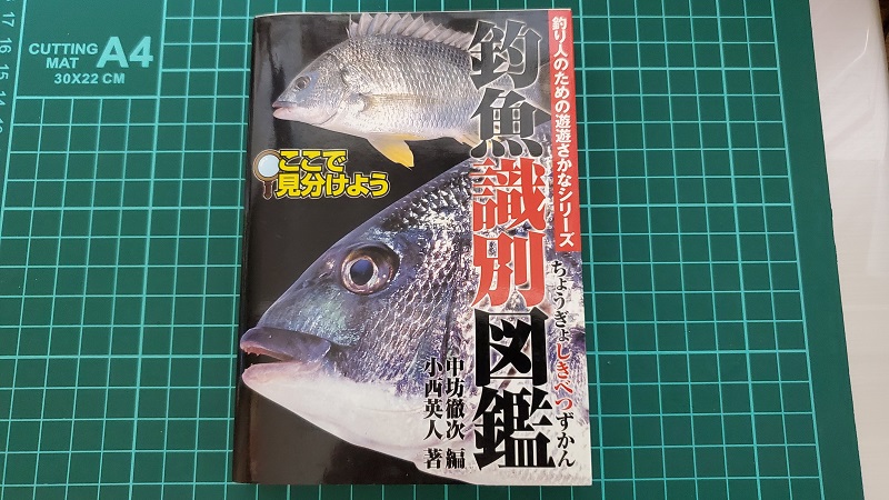 最近キビレが多く釣れるのは 何故でしょう 釣りしタイラバ